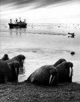 № А96. Животный мир Арктики (1). Фотография. 1970-е гг. Фотосъемка В.Г. Кондратьева. Из личного собрания В.Г. Кондратьева.