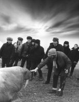 № А109. Животный мир Арктики (5). Фотография. 1970-е гг. Фотосъемка В.Г. Кондратьева. Из личного собрания В.Г. Кондратьева.